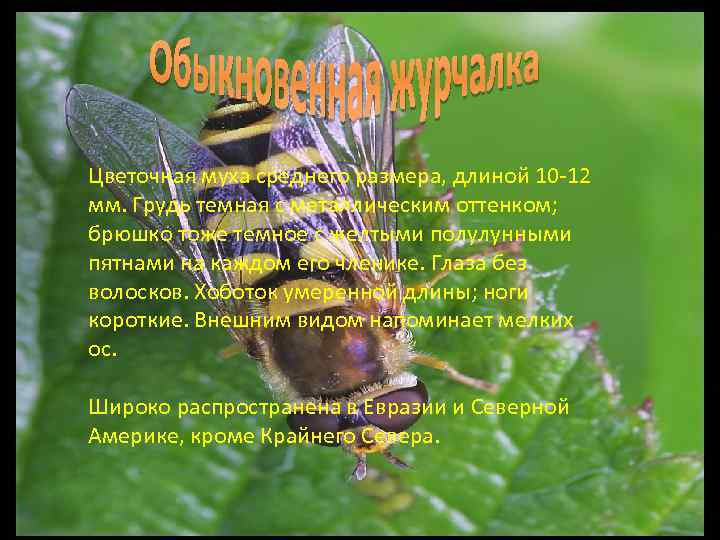 Цветочная муха среднего размера, длиной 10 -12 мм. Грудь темная с металлическим оттенком; брюшко