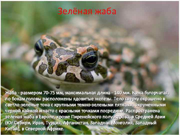 Зелёная жаба Жаба - размером 70 -75 мм, максимальная длина - 140 мм. Кожа