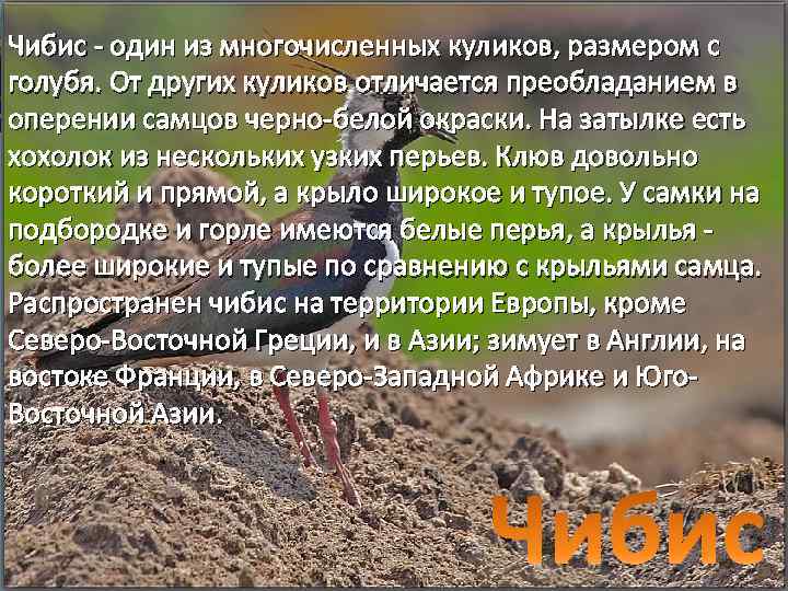 Чибис - один из многочисленных куликов, размером с голубя. От других куликов отличается преобладанием