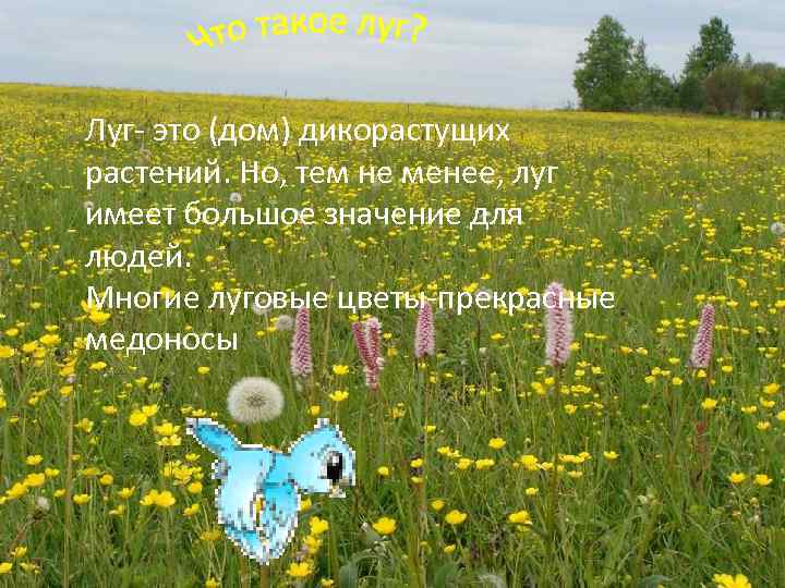 Луг- это (дом) дикорастущих растений. Но, тем не менее, луг имеет большое значение для