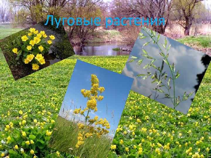 Луговые растения 