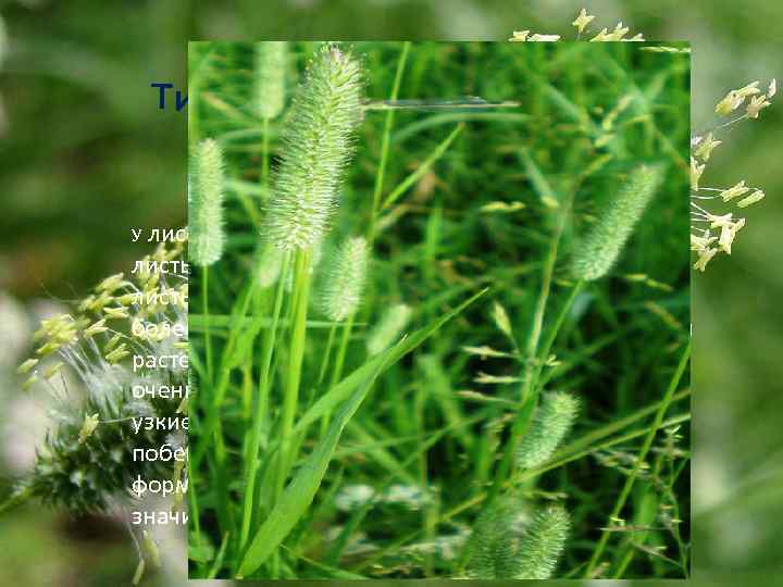 лисохвоста и тимофеевки на первый взгляд листья кажутся одинаковыми, но у тимофеевки листья шероховатые