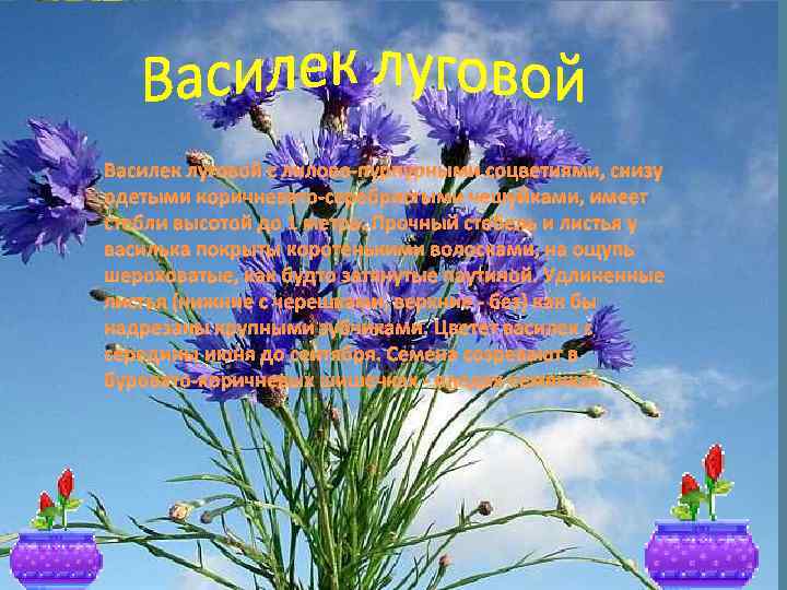 Василек луговой с лилово-пурпурными соцветиями, снизу одетыми коричневато-серебристыми чешуйками, имеет стебли высотой до 1