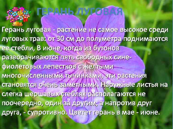 ГЕРАНЬ ЛУГОВАЯ Герань луговая - растение не самое высокое среди луговых трав: от 30