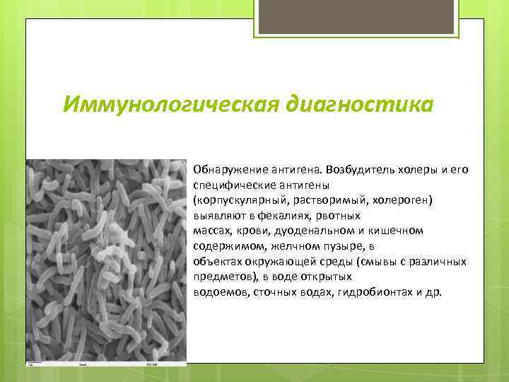 Иммунологическая диагностика Обнаружение антигена. Возбудитель холеры и его специфические антигены (корпускулярный, растворимый, холероген) выявляют