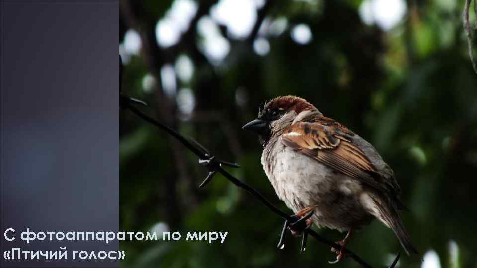 С фотоаппаратом по миру «Птичий голос» 