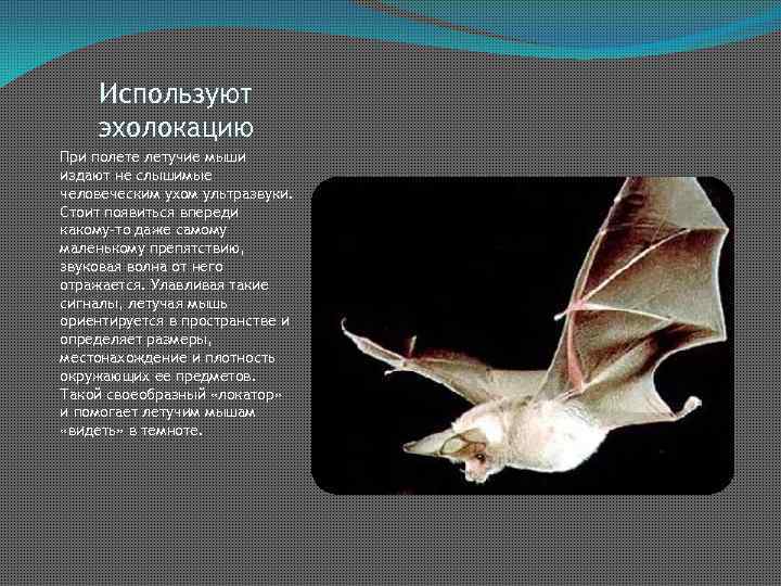 Используют эхолокацию При полете летучие мыши издают не слышимые человеческим ухом ультразвуки. Стоит появиться