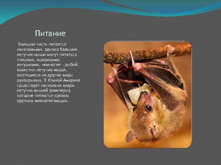 Питание Большая часть питается насекомыми, однако большие летучие мыши могут питаться птицами, ящерицами, лягушками,