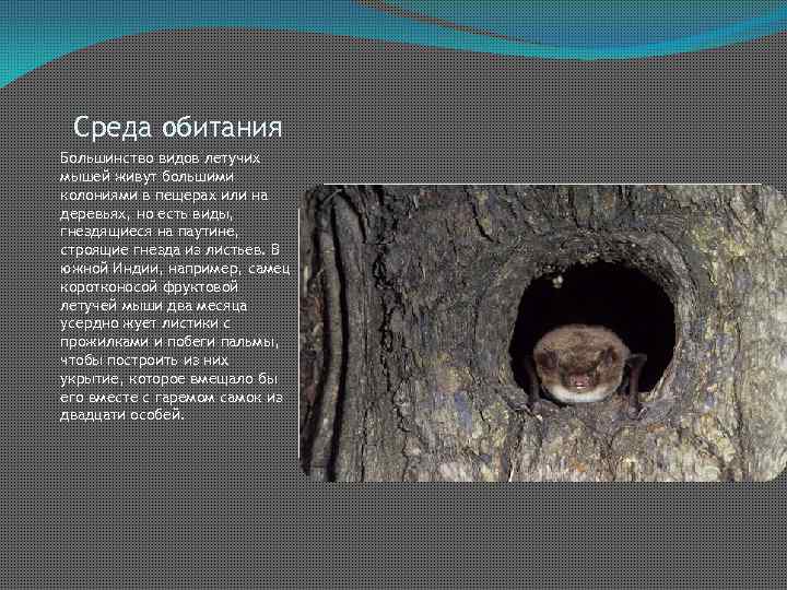 Среда обитания Большинство видов летучих мышей живут большими колониями в пещерах или на деревьях,
