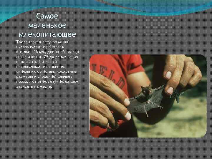 Самое маленькое млекопитающее Таиландская летучая мышьшмель имеет в размахах крыльев 16 мм, длина её