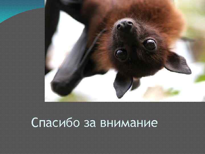 Спасибо за внимание 