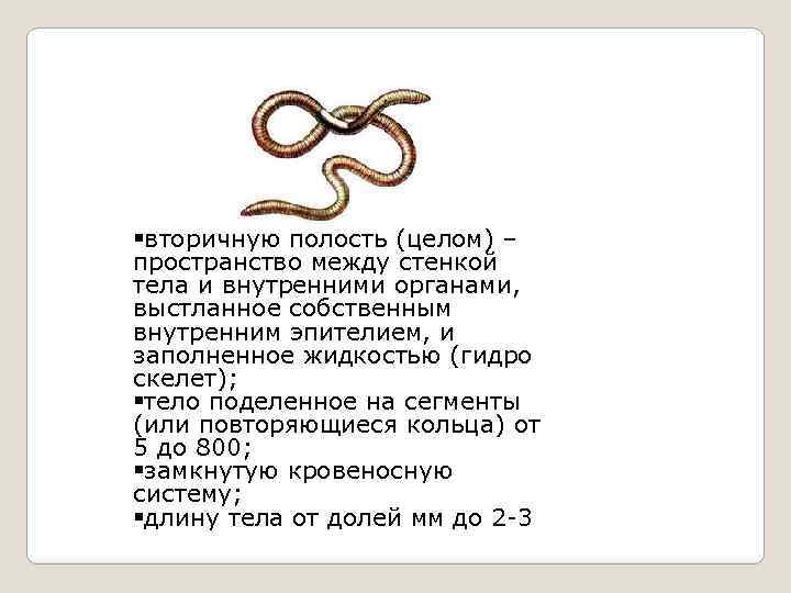 §вторичную полость (целом) – пространство между стенкой тела и внутренними органами, выстланное собственным внутренним