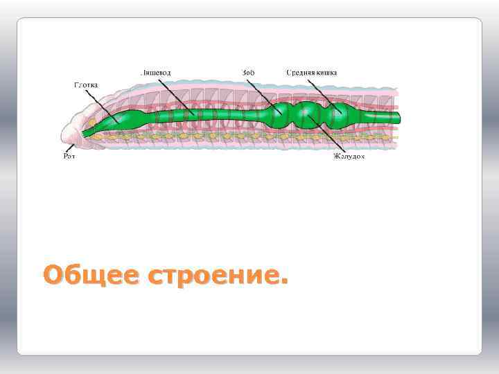 Общее строение. 