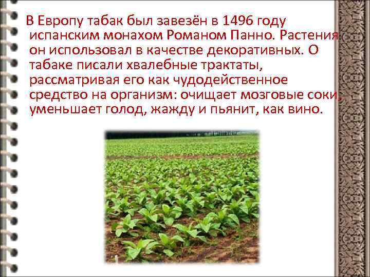 В Европу табак был завезён в 1496 году испанским монахом Романом Панно. Растения он