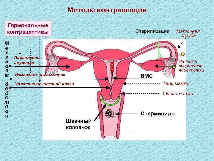 Методы контрацепции Гормональные контрацептивы М е х а н и з м д е