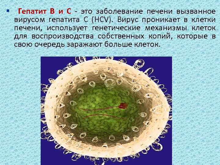 § Гепатит В и С - это заболевание печени вызванное вирусом гепатита С (НCV).