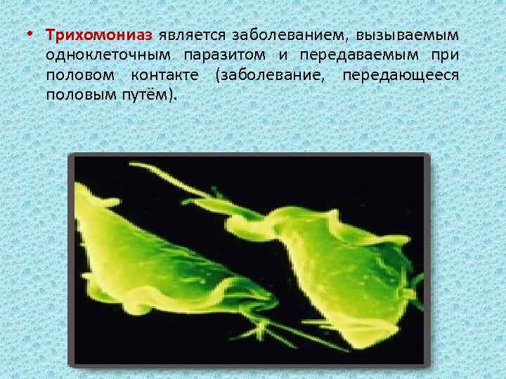  • Трихомониаз является заболеванием, вызываемым одноклеточным паразитом и передаваемым при половом контакте (заболевание,