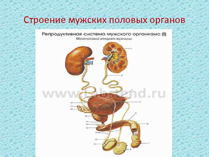 Строение мужских половых органов 