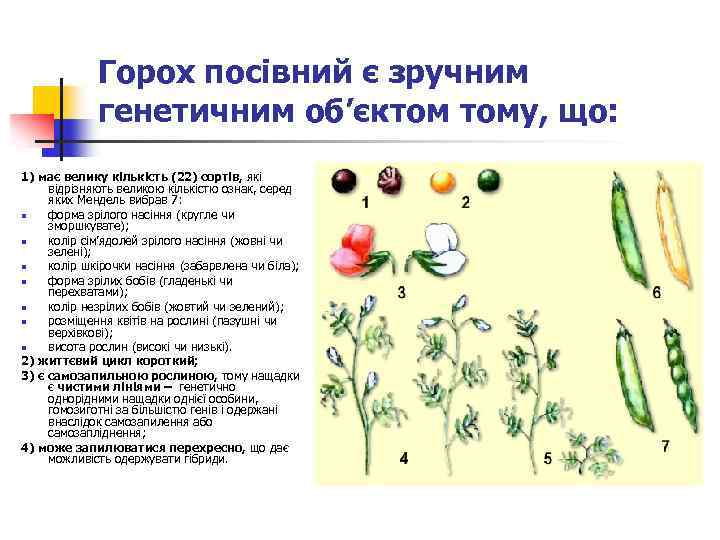 Горох посівний є зручним генетичним об’єктом тому, що: 1) має велику кількість (22) сортів,