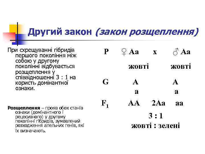 Другий закон (закон розщеплення) При схрещуванні гібридів першого покоління між собою у другому поколінні