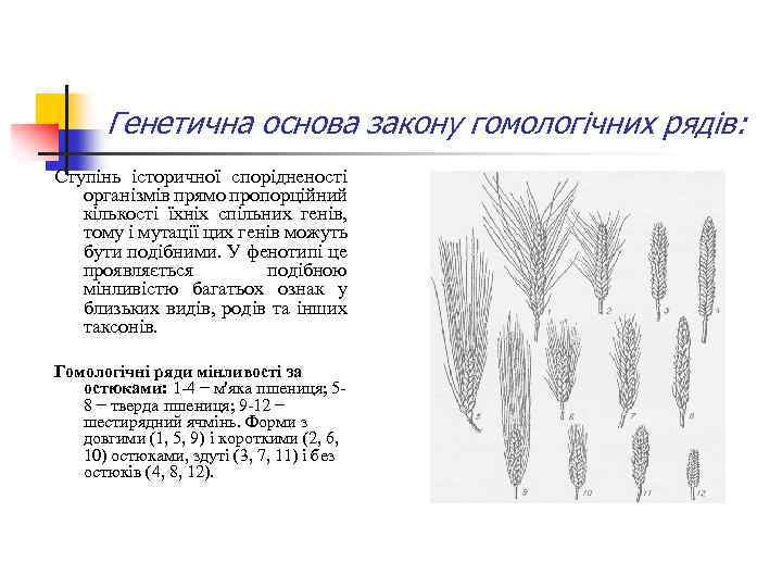 Генетична основа закону гомологічних рядів: Ступінь історичної спорідненості організмів прямо пропорційний кількості їхніх спільних
