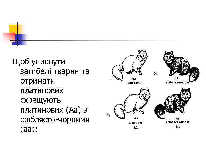 Щоб уникнути загибелі тварин та отримати платинових схрещують платинових (Аа) зі сріблясто чорними (аа):