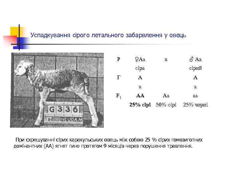 Успадкування сірого летального забарвлення у овець P ♀Аа x ♂ Аа сіра F 1
