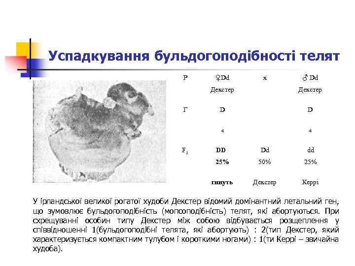 Успадкування бульдогоподібності телят P ♀Dd x ♂ Dd Декстер F 1 D D d