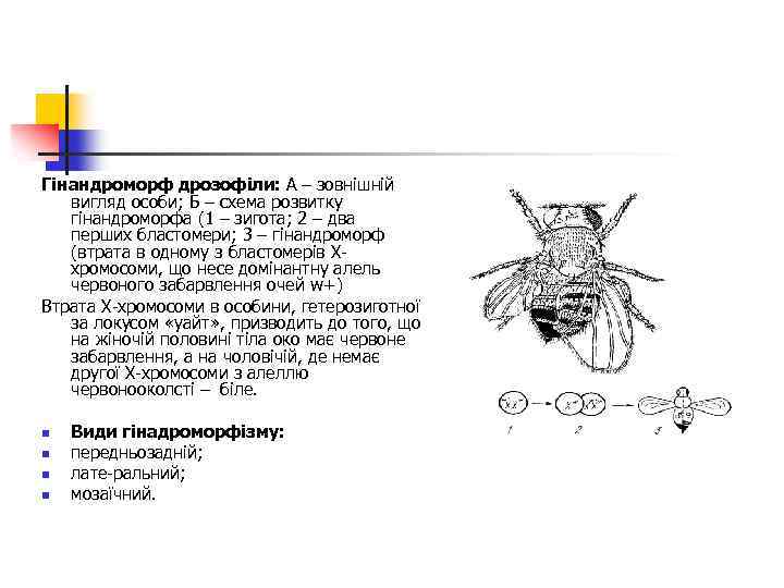 Гінандроморф дрозофіли: А – зовнішній вигляд особи; Б – схема розвитку гінандроморфа (1 –