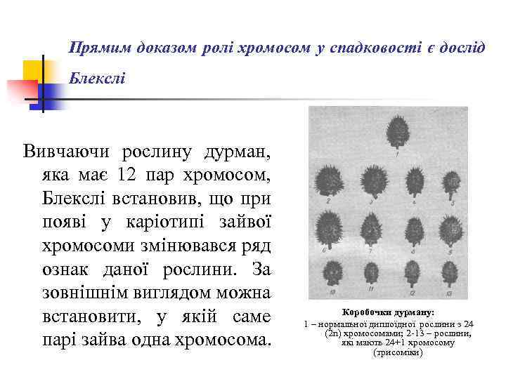Прямим доказом ролі хромосом у спадковості є дослід Блекслі Вивчаючи рослину дурман, яка має