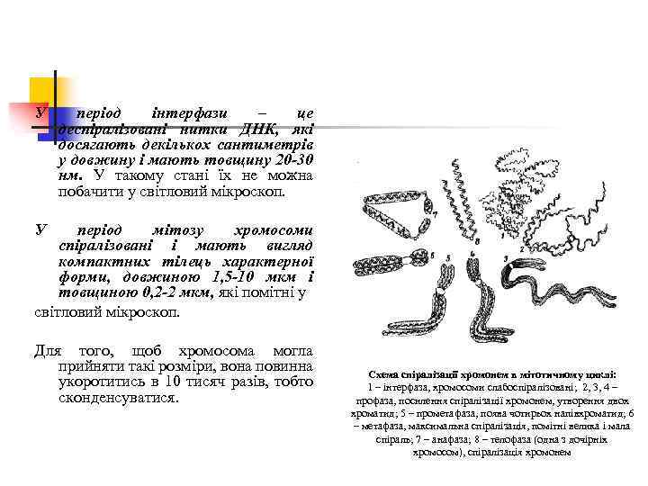 У період інтерфази – це деспіралізовані нитки ДНК, які досягають декількох сантиметрів у довжину