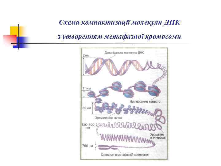 Схема компактизації молекули ДНК з утворенням метафазної хромосоми 