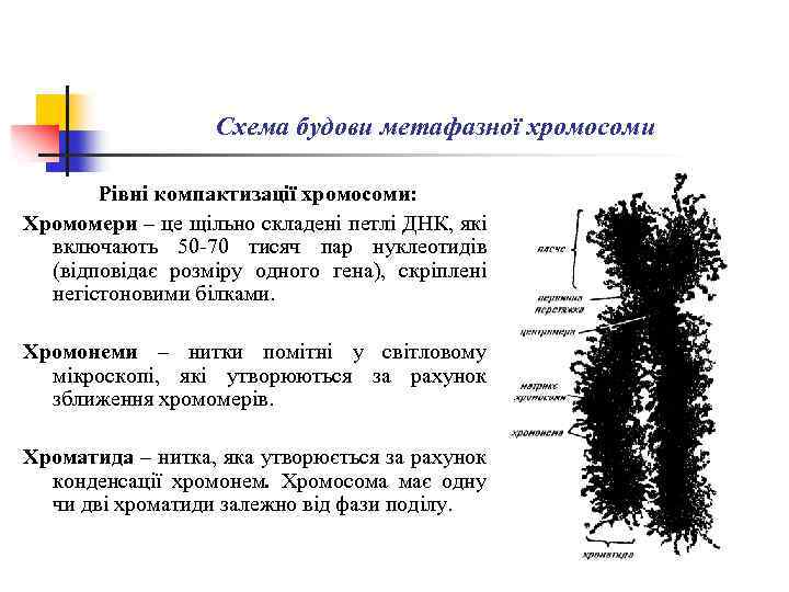 Схема будови метафазної хромосоми Рівні компактизації хромосоми: Хромомери – це щільно складені петлі ДНК,