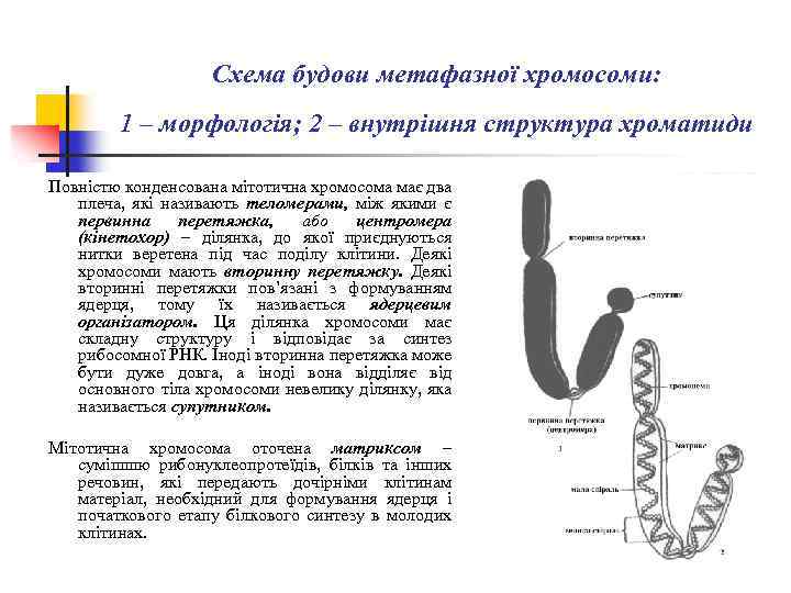 Схема будови метафазної хромосоми: 1 – морфологія; 2 – внутрішня структура хроматиди Повністю конденсована