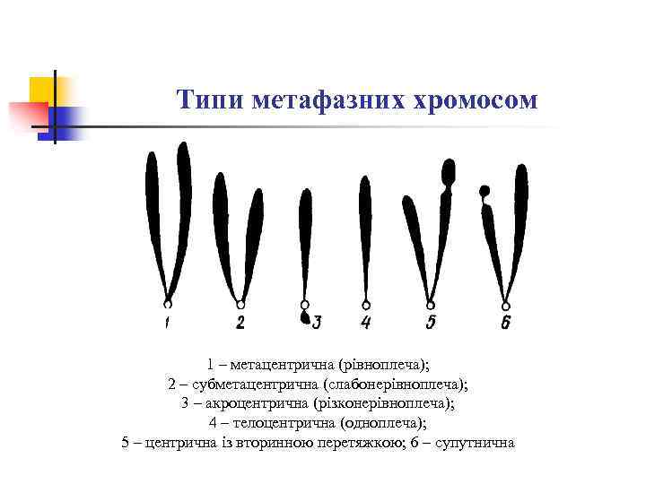 Типи метафазних хромосом 1 – метацентрична (рівноплеча); 2 – субметацентрична (слабонерівноплеча); 3 – акроцентрична