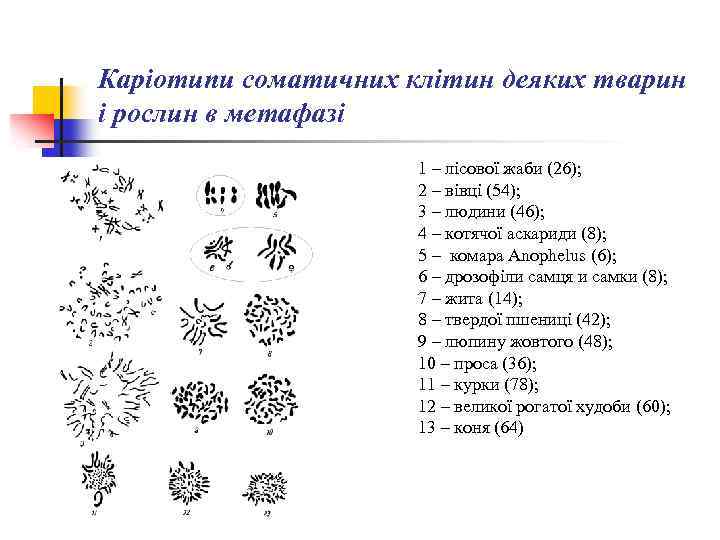 Каріотипи соматичних клітин деяких тварин і рослин в метафазі 1 – лісової жаби (26);