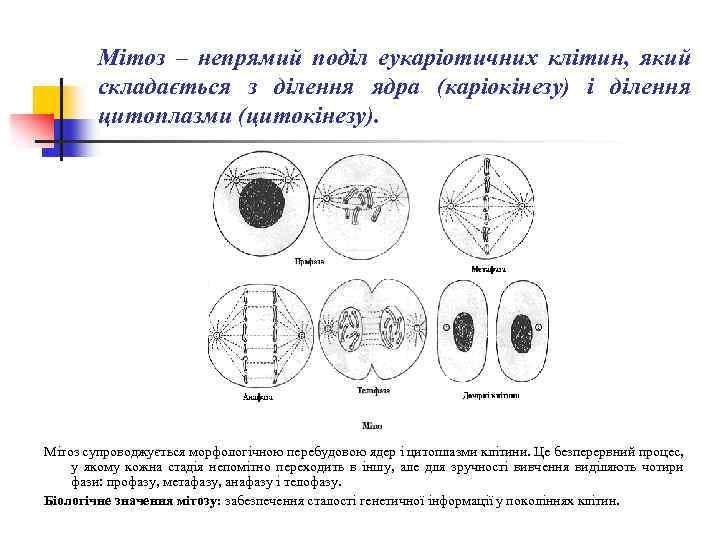 Мітоз – непрямий поділ еукаріотичних клітин, який складається з ділення ядра (каріокінезу) і ділення