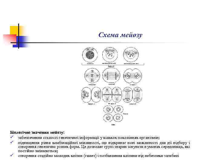 Схема мейозу Біологічне значення мейозу: ü забезпечення сталості генетичної інформації у кількох поколіннях організмів;