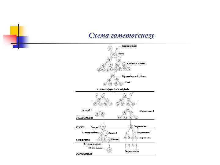 Схема гаметоґенезу 