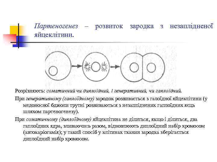 Партеногенез – розвиток зародка з незаплідненої яйцеклітини. Розрізняють: соматичний чи диплоїдний, і генеративний, чи