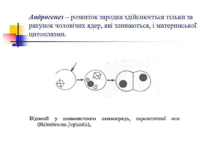 Андрогенез – розвиток зародка здійснюється тільки за рахунок чоловічих ядер, які зливаються, і материнської