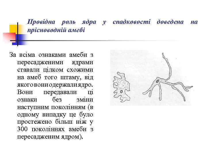 Провідна роль ядра у спадковості доведена на прісноводній амебі За всіма ознаками амеби з