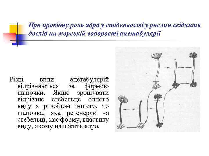 Про провідну роль ядра у спадковості у рослин свідчить дослід на морській водорості ацетабулярії
