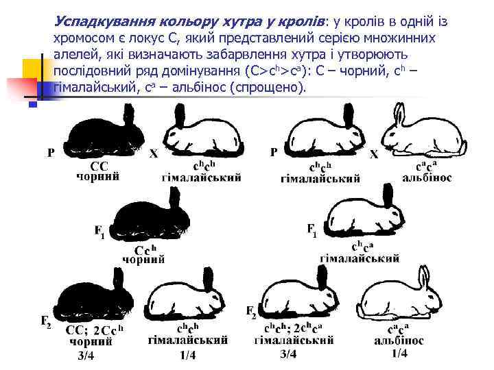 Успадкування кольору хутра у кролів: у кролів в одній із хромосом є локус С,