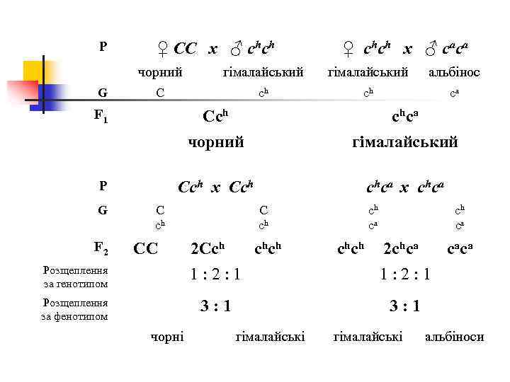 P ♀ СС х ♂ сhсh ♀ сhсh х ♂ саса чорний G гімалайський