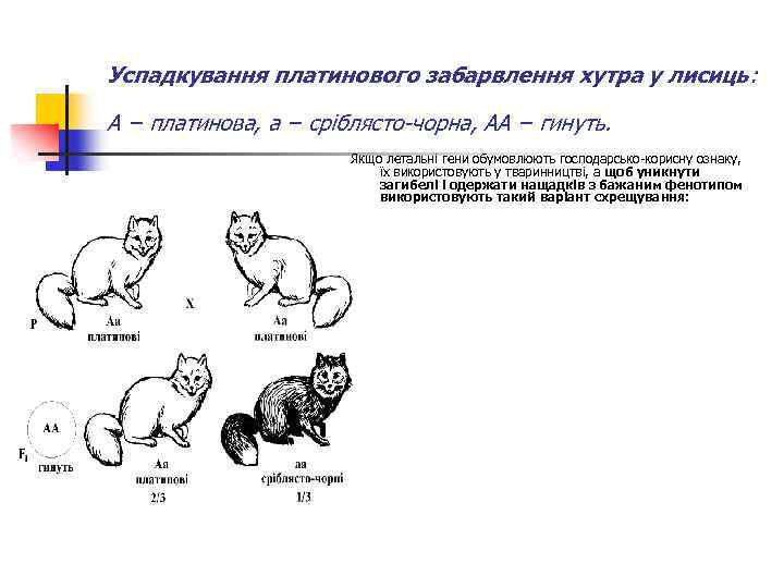Успадкування платинового забарвлення хутра у лисиць: А − платинова, а − сріблясто-чорна, АА −