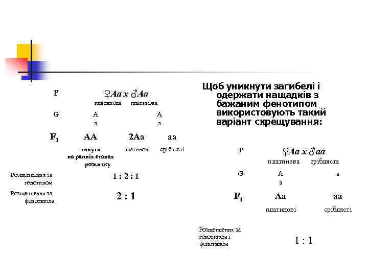 Р Щоб уникнути загибелі і одержати нащадків з бажаним фенотипом використовують такий варіант схрещування: