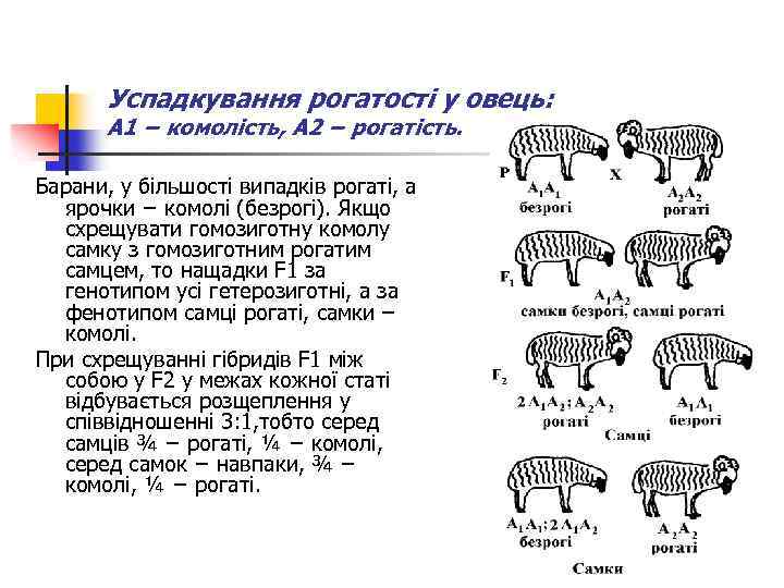 Успадкування рогатості у овець: А 1 − комолість, А 2 − рогатість. Барани, у