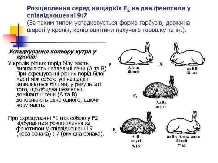 Розщеплення серед нащадків F 2 на два фенотипи у співвідношенні 9: 7 (За таким