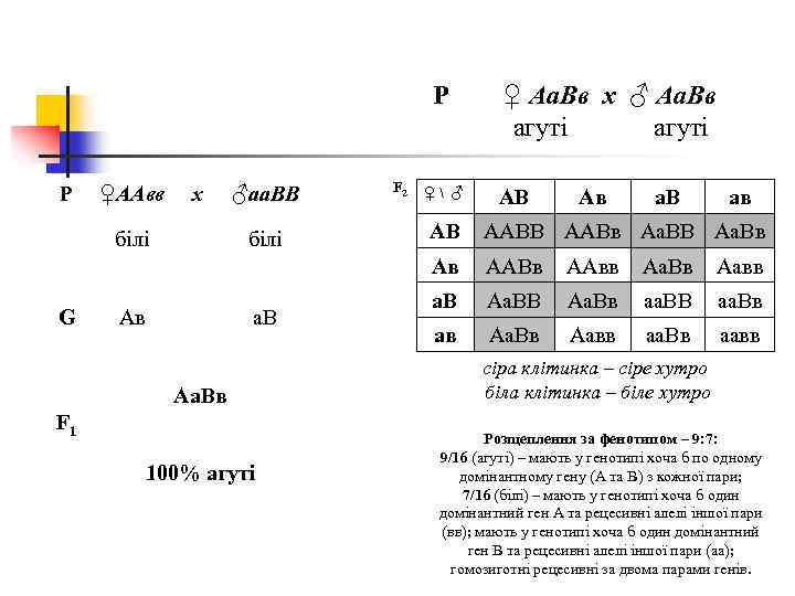 P P ♀ААвв x ♂аа. ВВ F 2 ♀ ♂ ♀ Аа. Вв x